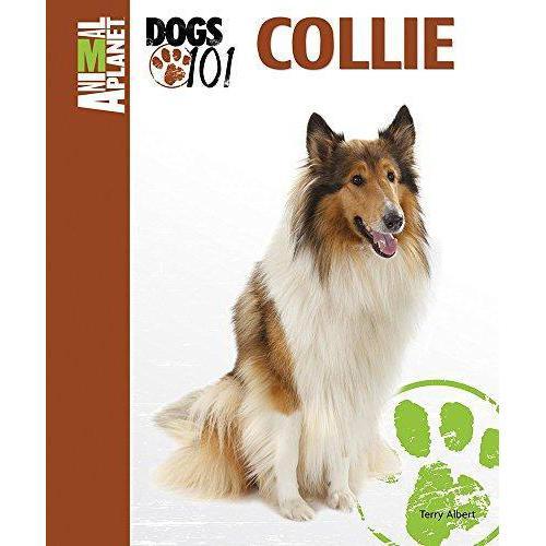 Collie 101