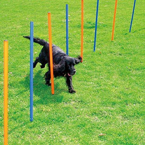 Agility Training Weave Poles - 12 Pole Set