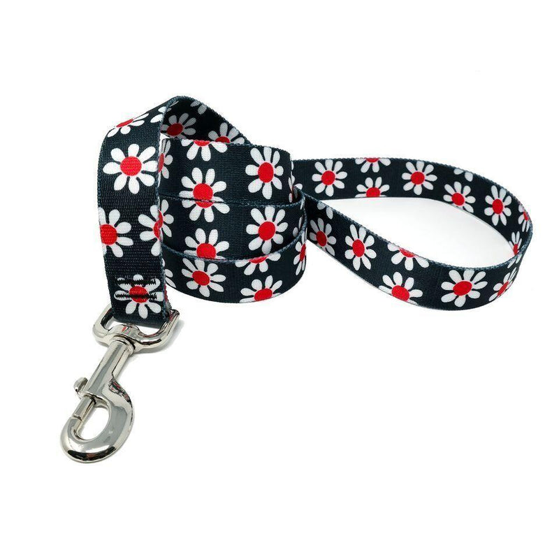 Black Daisy Lead
