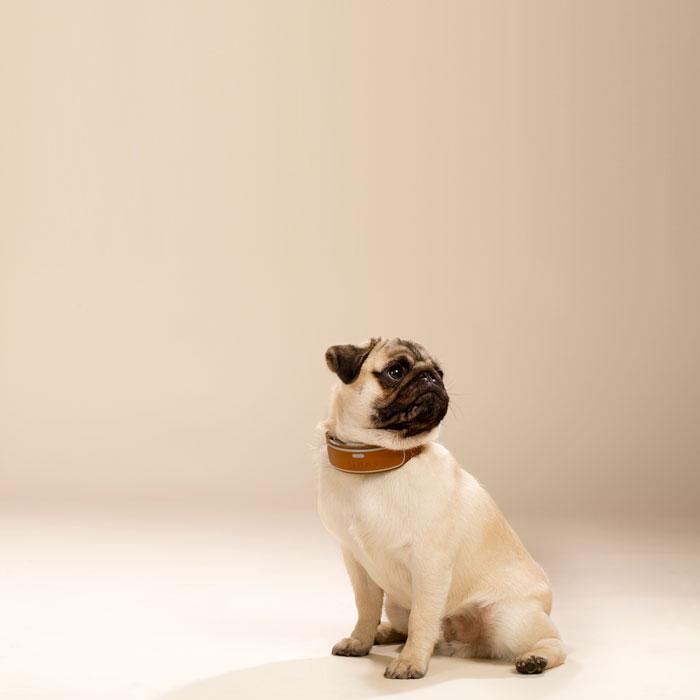 LINK AKC Smart Dog Collar