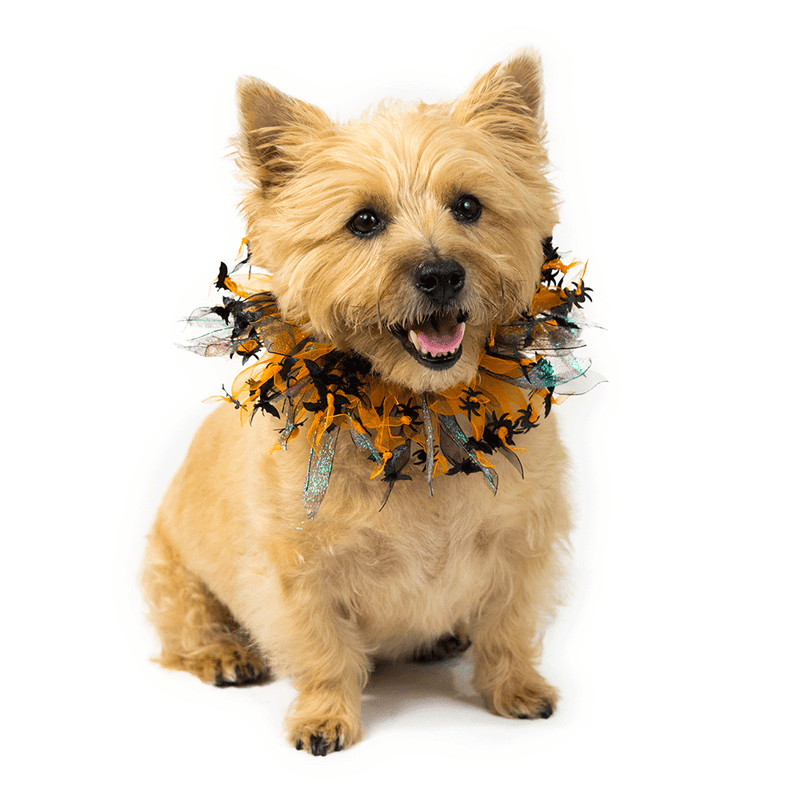 Halloween Party Collar