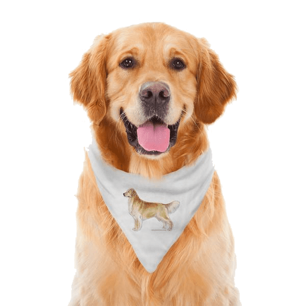 Golden Retriever Dog Bandana