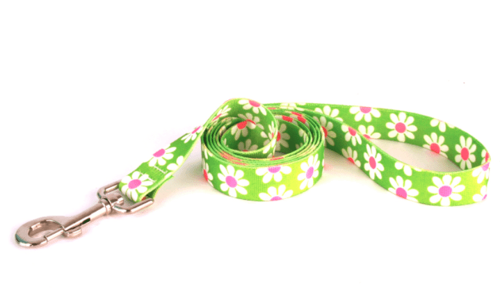 Green Daisy Lead