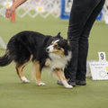 AKC® TopDogs Rally Report