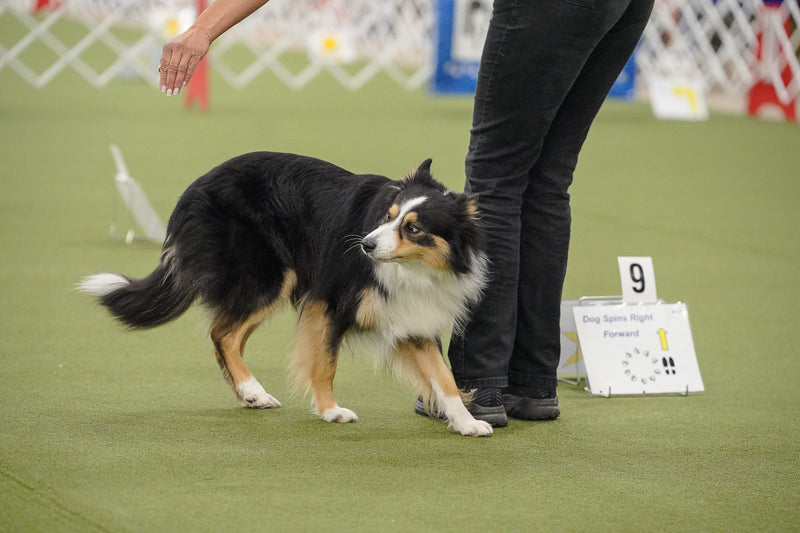 AKC® TopDogs Rally Report