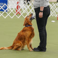AKC TopDogs - Obedience