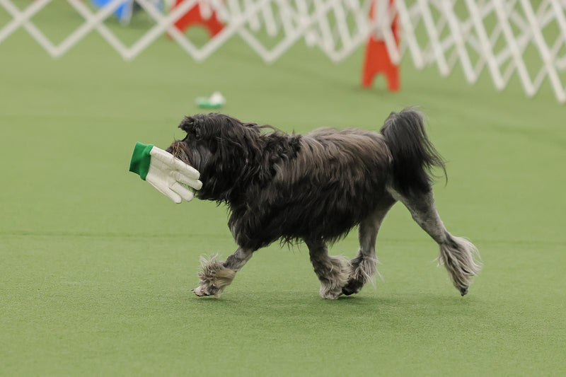 AKC TopDogs - Obedience Championship