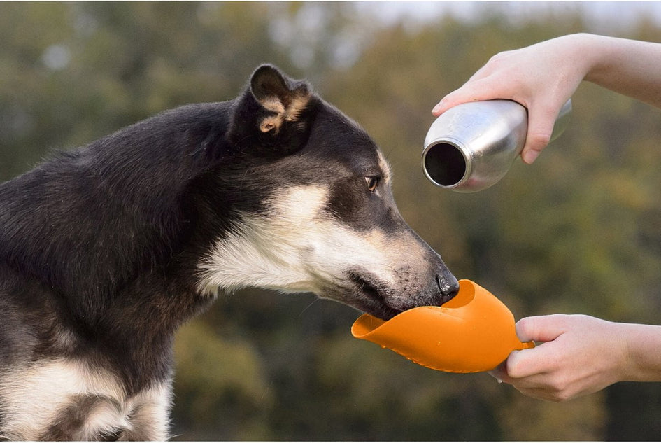 KONG H2O Stainless Steel Dog Water Bottle