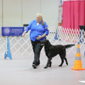 AKC® Obedience Classic Eligibility Report