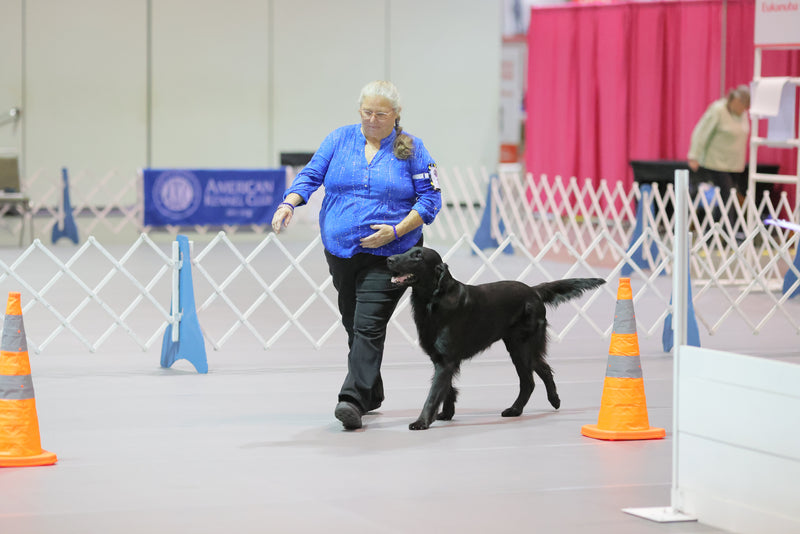 AKC® Obedience Classic Eligibility Report