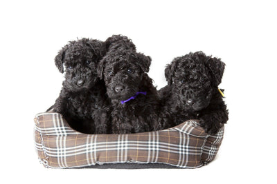 AKC Marketplace for Breeders