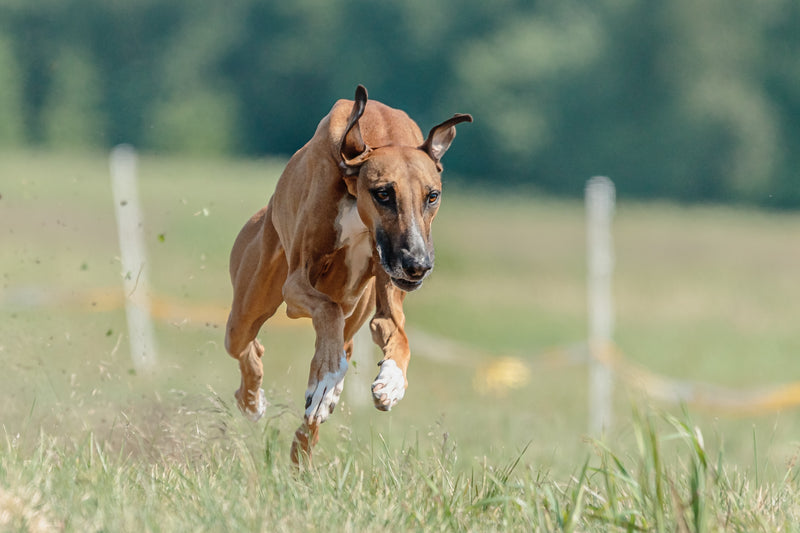 AKC® TopDogs Lure Coursing (Bowen System Report)