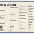 AKC Certified Pedigrees