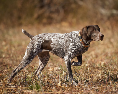 AKC TopDogs - Field Trial Pointing Breeds