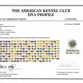 The American Kennel Club DNA Profile Certificate