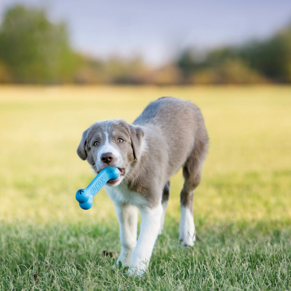 KONG Puppy Goodie Bone Dog Toy, Color Varies