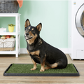 Wee-Wee Patch Indoor Potty, Medium