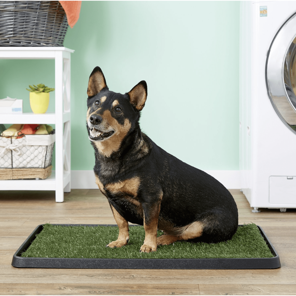 Wee-Wee Patch Indoor Potty, Medium