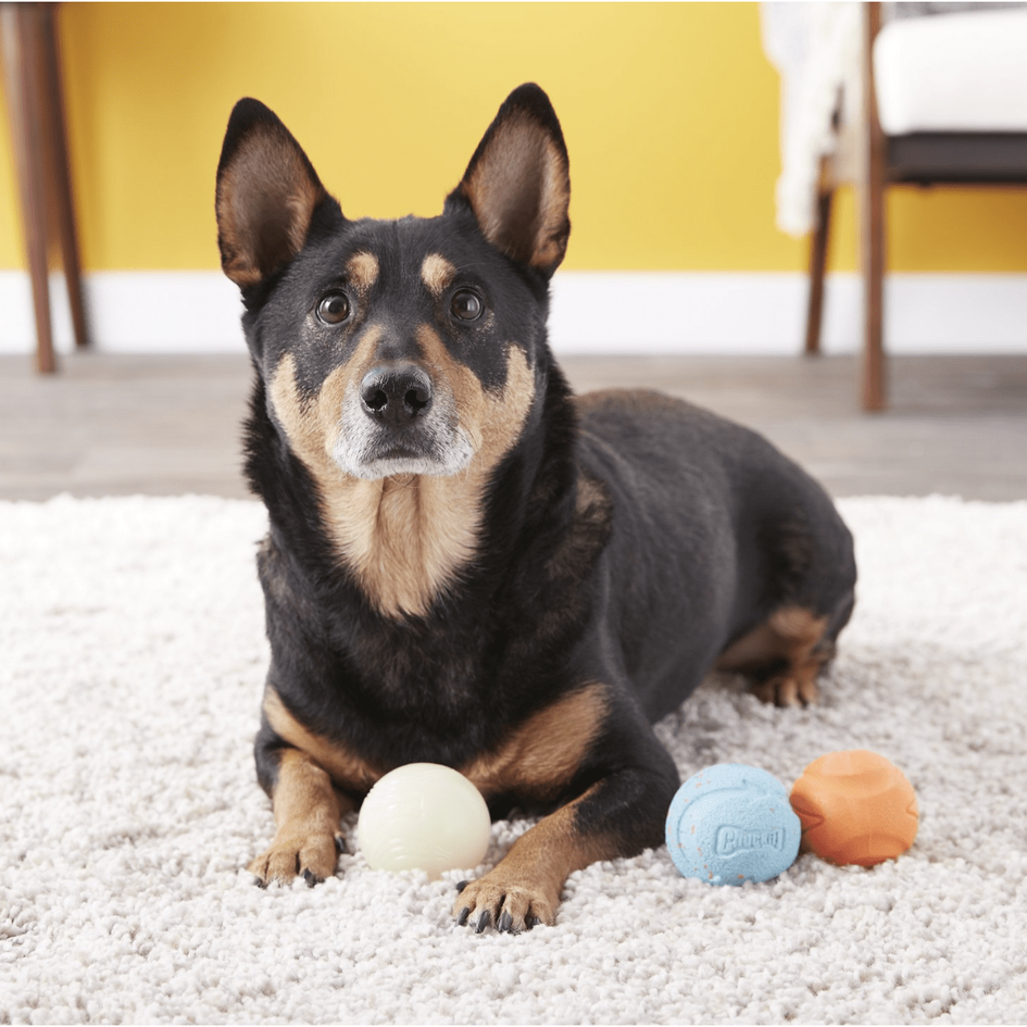 Chuckit! Fetch Ball Medley Triple Pack Dog Toy