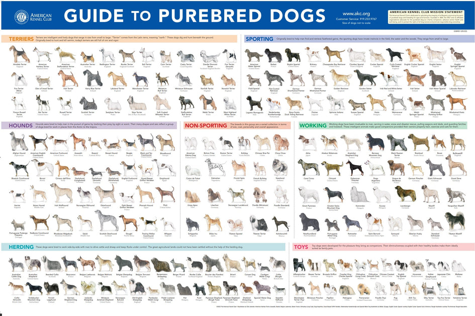 AKC Breeds Poster