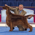 AKC TopDogs - Spaniels