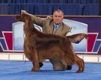 AKC Points Progression