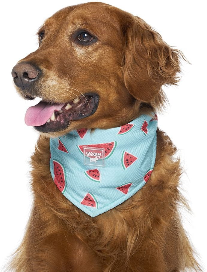 Canada Pooch Cooling Dog Bandana, Watermelon