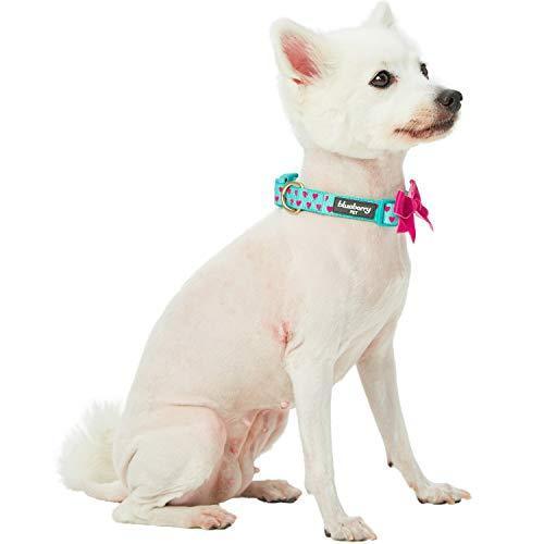 Valentine Heart Dog Collar