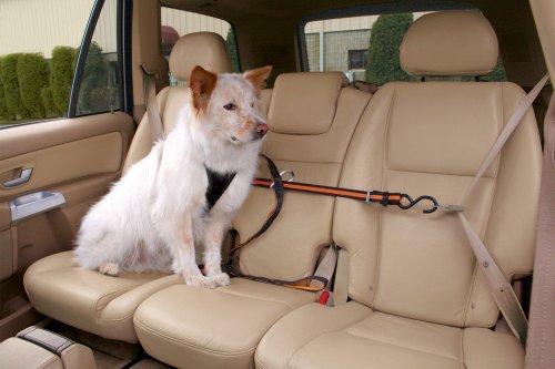 Dog Car Zip Line Tether With Dog Leash And Carabiner