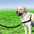 Easy Walk Harness