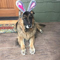 Easter Bunny Gray & Pink Ears Dog Headband