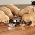 Stainless Steel Puppy Feeding Dog Bowl