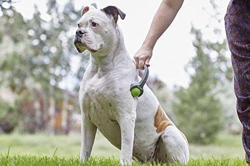 PetWell Dual Point Handheld Massage Roller Pets (Dogs, Cats)