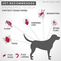 Bayer K9 Advantix II Flea, Tick and Mosquito Prevention