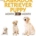 Your Labrador Retriever Puppy Month By Month