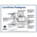 AKC-Certified Puppy Pedigree