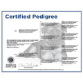 AKC-Certified Puppy Pedigree