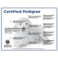 AKC-Certified Puppy Pedigree