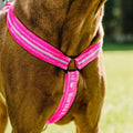 Padded Dog Y-Harness 2