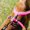 Padded Dog Y-Harness 2