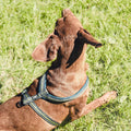 Padded Dog Y-Harness 2