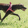 Padded Harness