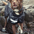 Torrent Dog Raincoat