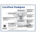 AKC-Certified Puppy Pedigree