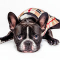 Plaid Dog Sweater