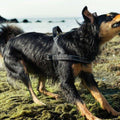 Padded Harness