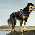 Padded Harness