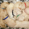 Wagging Tailz Puppy ID Bands Hearts (12 Pack)