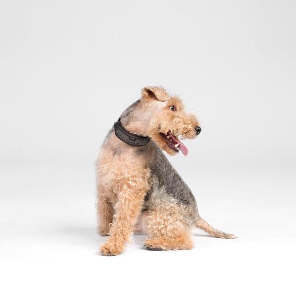 LINK AKC Smart Dog Collar