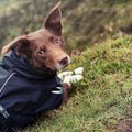 Torrent Dog Raincoat